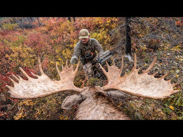 ALASKAN MOOSE WITH THE BOW (My Dream Hunt)