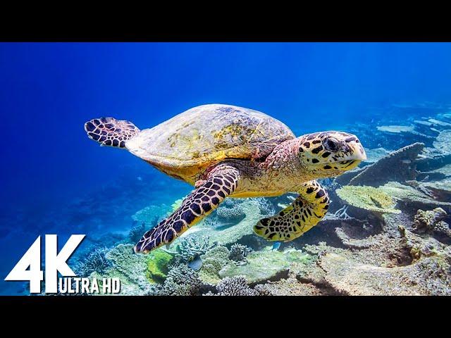 11 HOURS of 4K Underwater Wonders + Relaxing Music - Coral Reefs & Colorful Sea Life in UHD