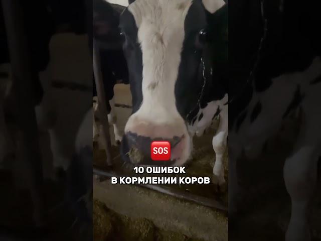 ️ Эти ошибки стоят вам тысячи литров молока! ️