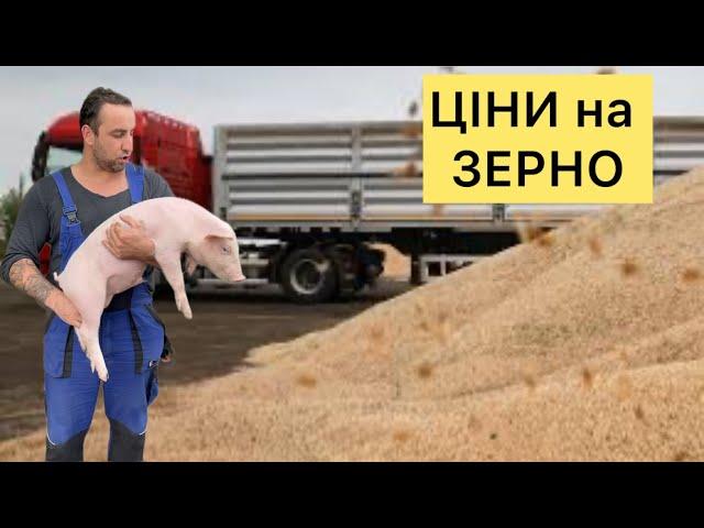 Що Буде з ЦІНАМИ на ЗЕРНО в Жнива Малі  Свині НАРОЗХВАТ