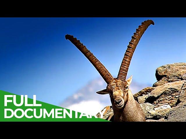 South Tyrol - In the Kingdom of the Alpine Ibex | Free Documentary Nature