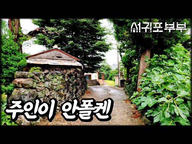 [서귀포부부 임장다큐] 비가 와도 좋은 서호동 옛날 집, 그런데 이번엔 안판다구요?! #채널서귀포부부 #제주도임장여행