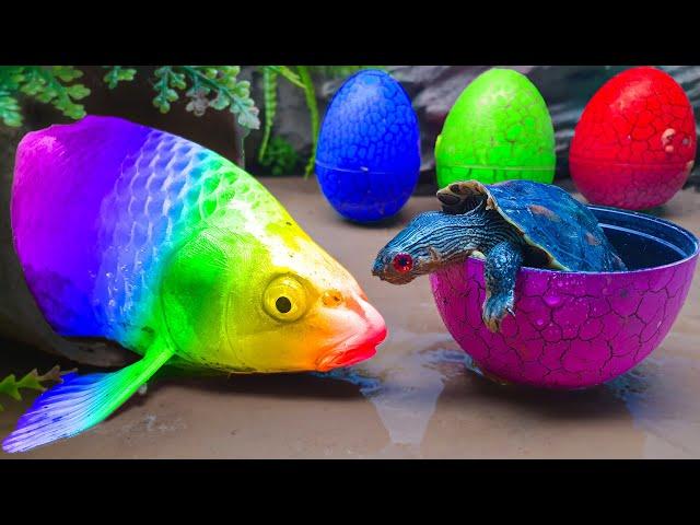 EXOTIC FISH in POND!! StopMotion ASMR - Koi Mukbang Ribbon eel Colorful Primitive Cooking Experiment