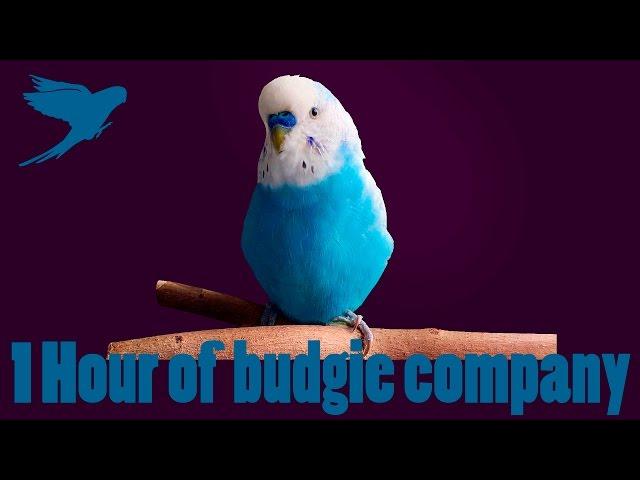 1 Hour VIDEO of budgie company