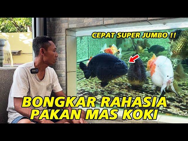 Cepat Jadi Super Jumbo ‼ Ini Rahasia Pakan Mas Koki dari Maya Rizka Goldfish