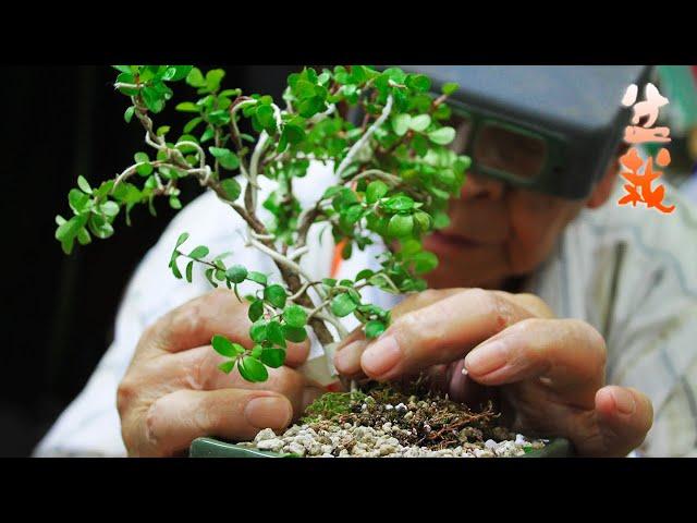  Cómo utilizar LAVA VOLCÁNICA en BONSAI