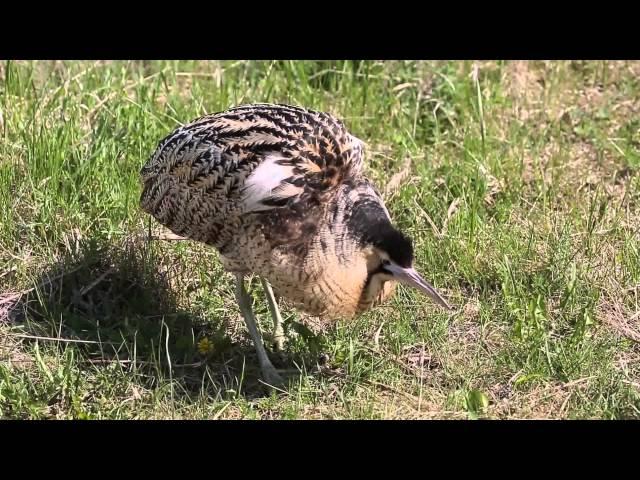 Great Bittern male song