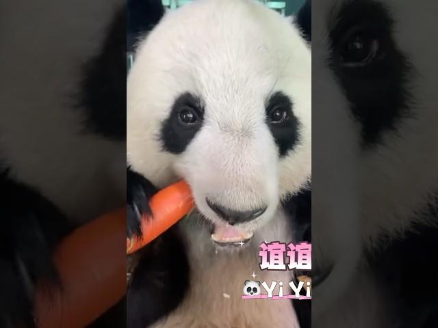 NEW! Panda Yi Yi’s Eating Show #panda #yiyi #cute #eating #pandalover #malaysia #eatingshow #fyp