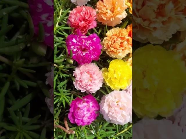 Portulaca 30 colors for sale online - Pathumani Poovu - Moss Rose - Whatsapp : 9445450701