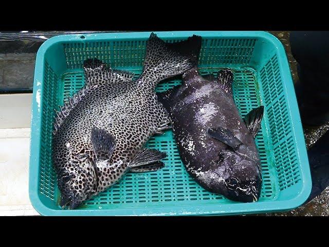 Rock Bream vs Rock porgy, which one is the best fish for sashimi?