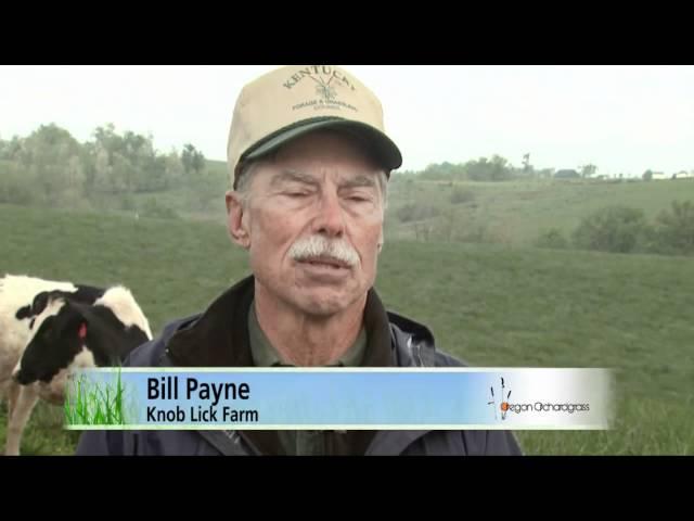 Growing Orchardgrass for Forage