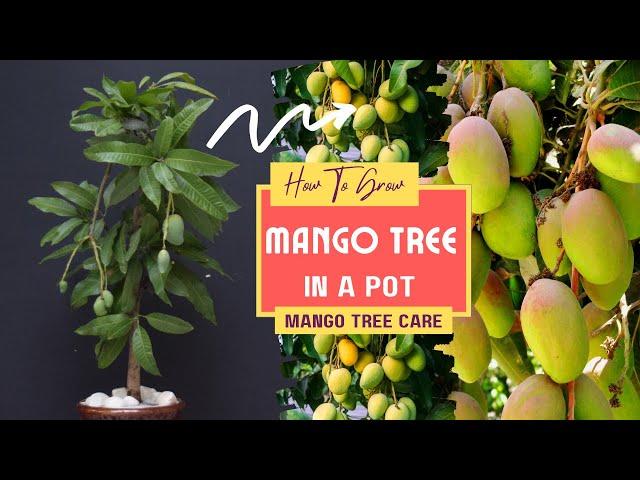 How To Grow Mango Tree In A Pot | Mango Tree Care