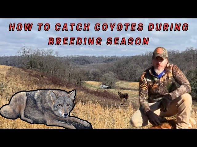 How to Catch Late Season Coyote’s Ep.12 (For Beginners) #coyotes #trapping