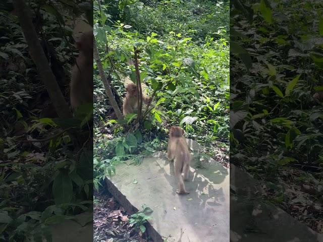 #monkeys #india #monkey #travel #nature #wildlife #animals #wildlifephotography  #love #animal