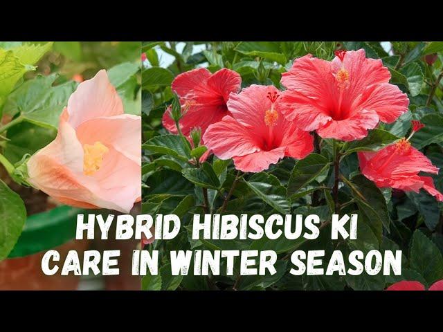 Care and Tips of Hybrid Hibiscus | Winter Season Care | Hibiscus के लिए बेस्ट खाद