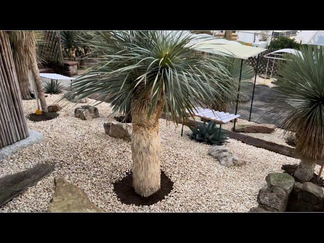 Wie pflanzt man eine Yucca Rostrata aus