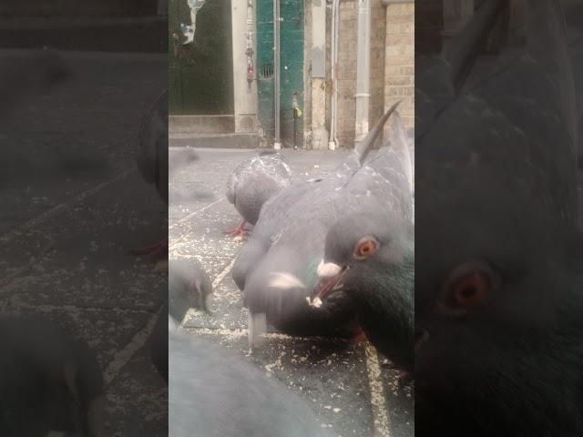 Pigeon Cam