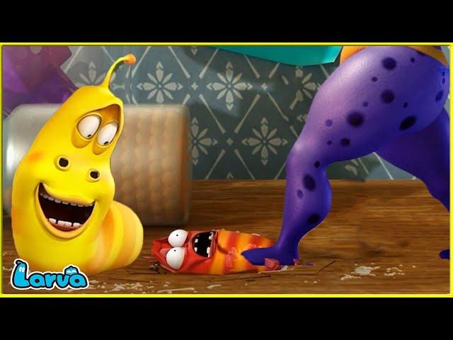 LARVA | Flattened | CARTOON MOVIE FOR LIFE |THE BEST OF CARTOON | HILARIOUS CARTOON COMPILATION