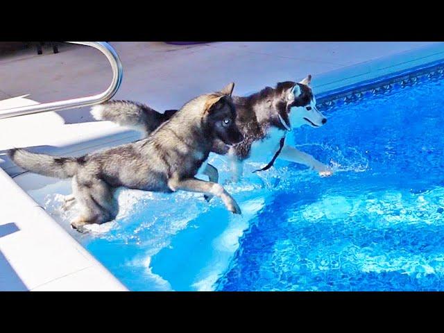 The Dogs JUMPED in the Pool At the Same Time!