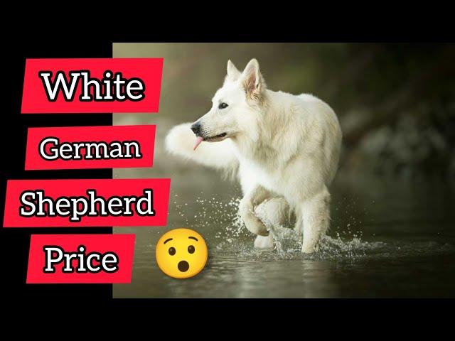 White German Shepherd dog price in India 2021 | White German Shepherd Dog