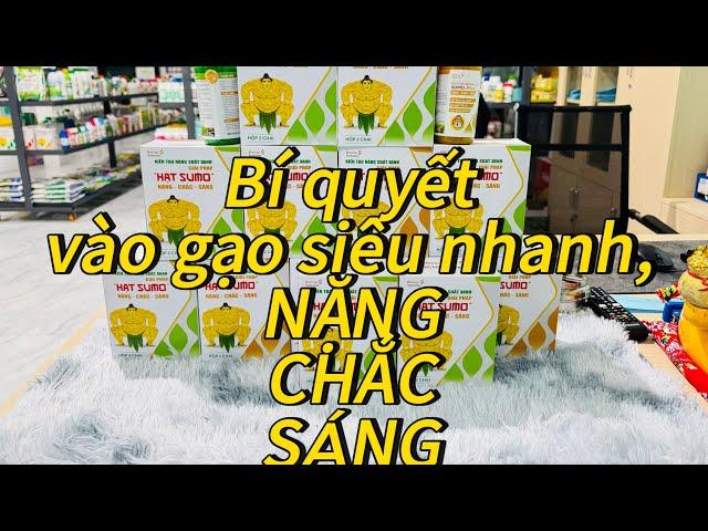 HẠT SUMO ,NẶNG...CHẮC ...SÁNG,