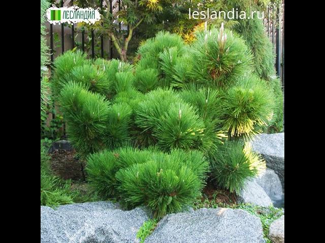 Сосна Тунберга СЕМЕНА (Pinus thunbergii)