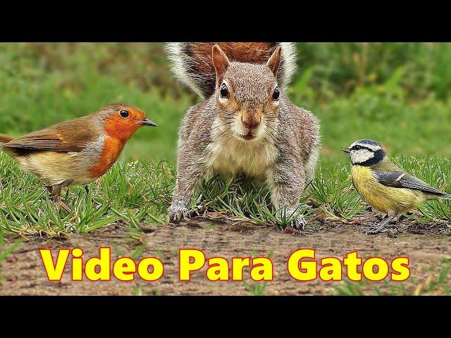 Videos Para Gatos - El video favorito de tus gatos