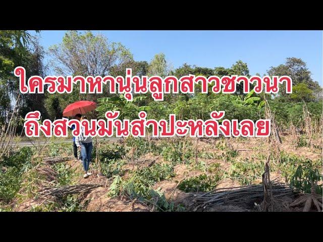 ใครมาหานุ่นลูกสาวชาวนาถึงสวนมันสำปะหลังเลย Noonfarmer Thailand