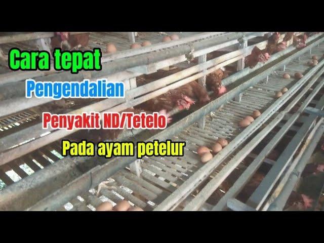 Cara tepat pengendalian penyakit ND/Tetelo pada ayam petelur||Nabil farm