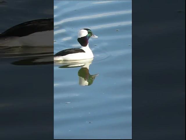 Christmas bufflehead