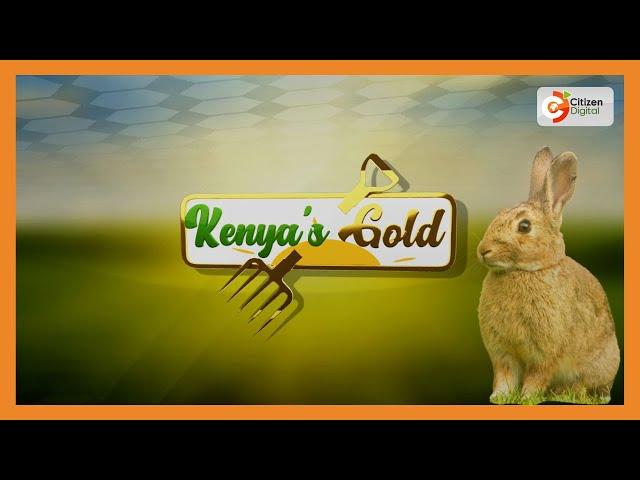 | Kenya's Gold | Rabbit Farming - Gold Feature