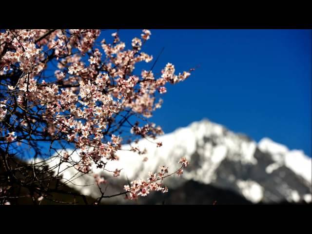 Spring In The Tibetan Grassland