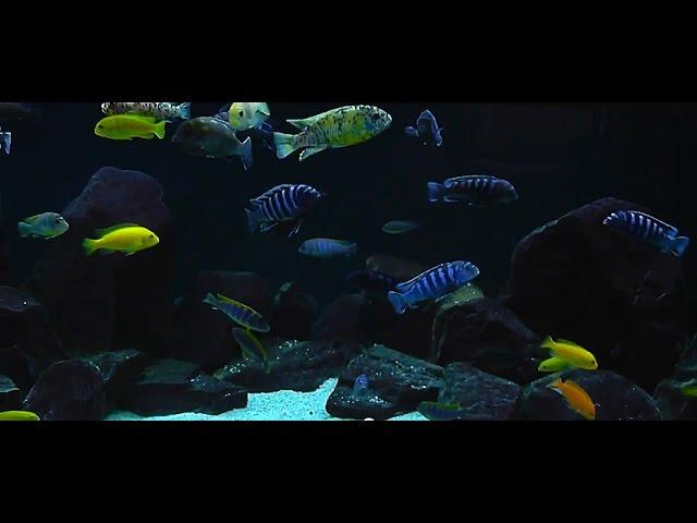 Lake Malawi Trip Updates - African Cichlid Hub