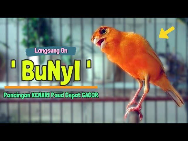 Suara PANCINGAN KENARI Paud Agar Cepat BELAJAR BUNYI Ngeriwik || MASTERAN KENARI Paud || Part 179