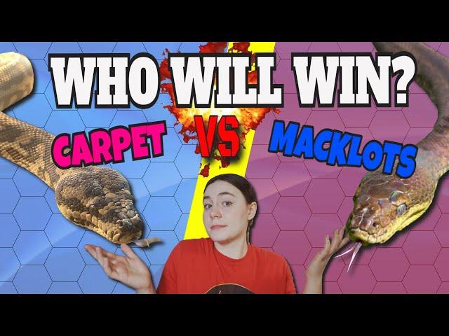 Macklots Python VS Carpet Python - Which Is The Better Pet Snake?! Head to Head Matchup!!