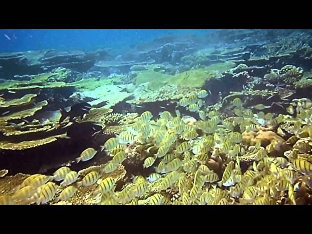 Maayafushi Reef Lagoon 2014