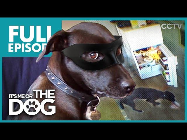 The Dog Burglar: Lucy | Full Episode | It's Me or the Dog