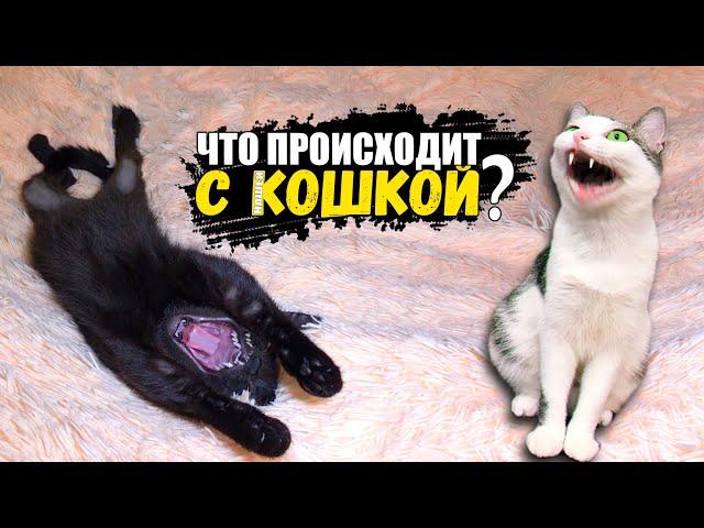 Что происходит с нашей кошкой? SANI vlog