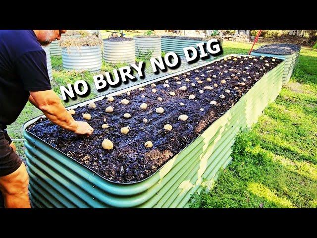 What Happens if You SURFACE LAY Potatoes Instead of BURY?