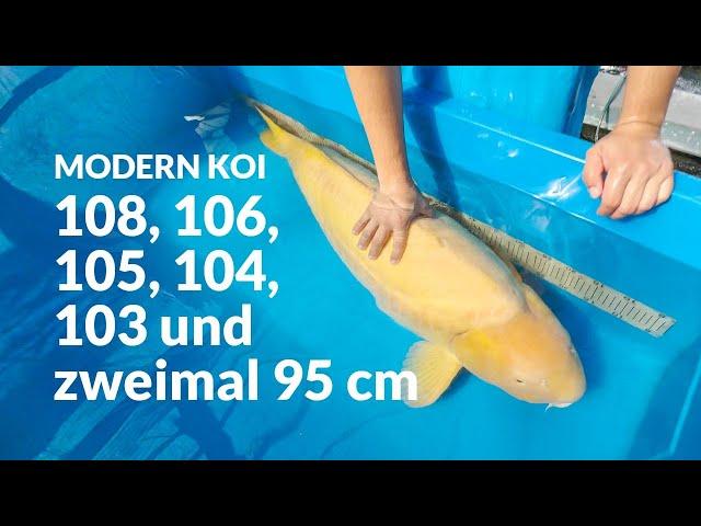 Die derzeit größten Konishi Koi | Modern Koi Blog #6953