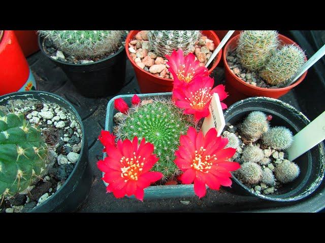 Rebutia Cactus Plants in beautiful Bloom in the Polytunnel