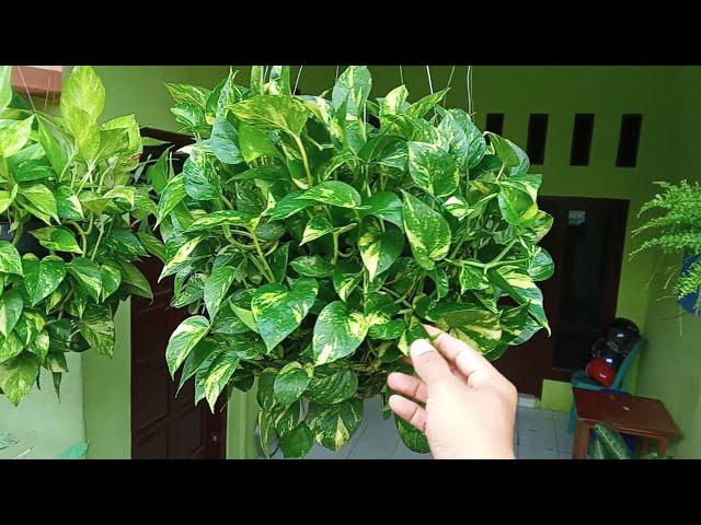 Cara Baru Merangkai Sirih Gading Menjadi Rimbun | New Way to Arrange Money Plants Round and Lush