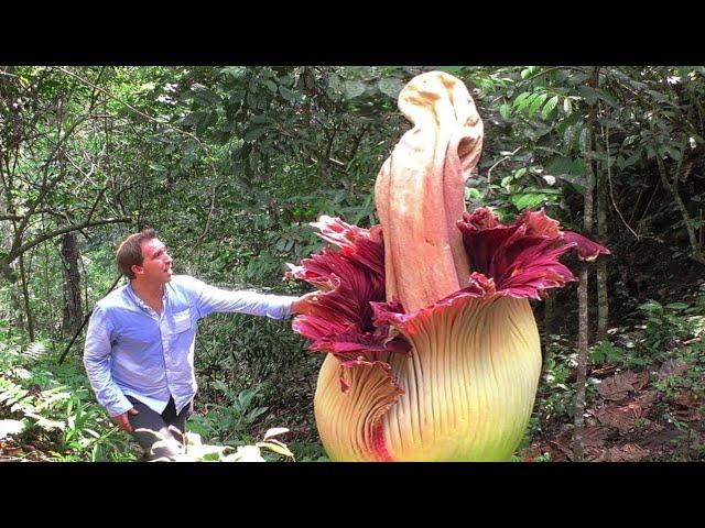 20 EXOTIC FLOWERS YOU WON'T BELIEVE EXIST!