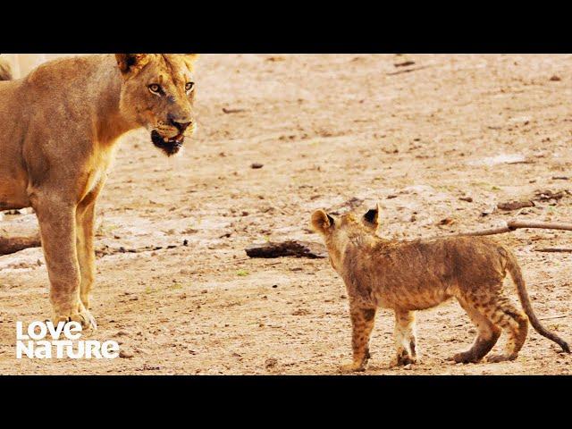 Lost Lion Cub in Grave Danger When His Family Turns on Him