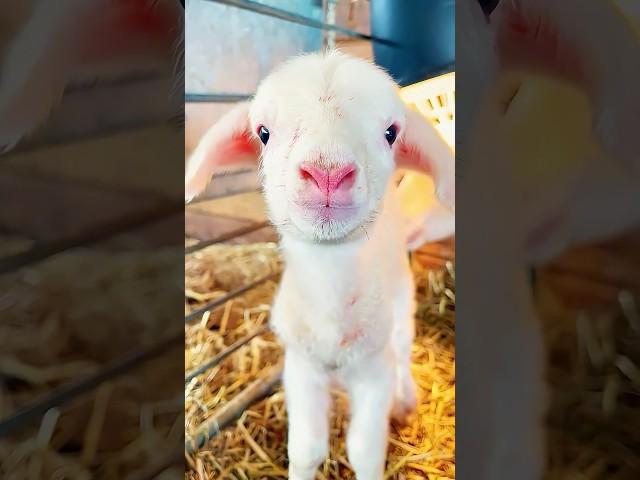 A kind family rescued a lamb in distress