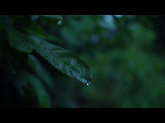 Soft Sound for Relaxing - Beautiful Piano Music, Sleeping Music, Rain, Nature, ASMR