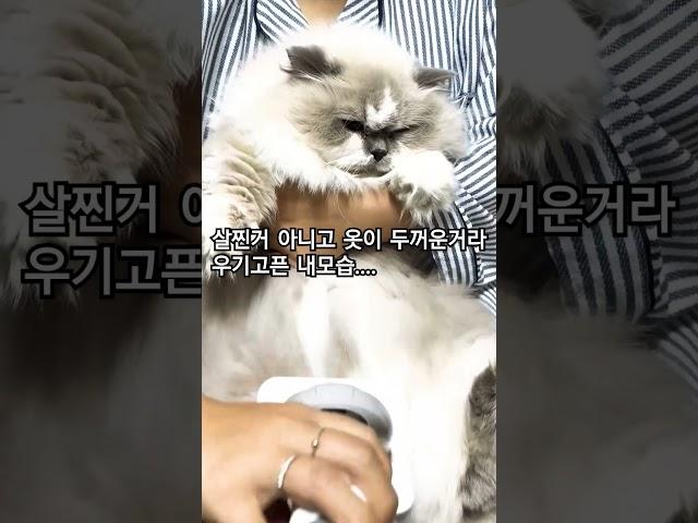 뚱냥이4탄[털코트관리법]#뚱냥이 #몰랑이 #냥템 #귀엽냥 #털쪘냥