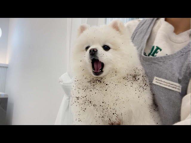 마!!!인간아!!!니 더러운 개가 행복한 개인 것도 모르나!!!!! (베란다 텃밭에서 흙목욕하다 딱 걸린 강아지의 최후ㅋㅋㅋ)