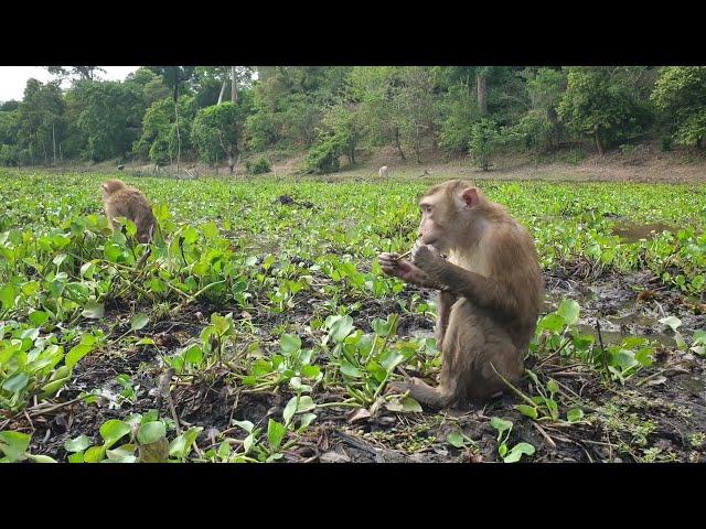 Precious Koko & Yoko Really Happy Playing In Field