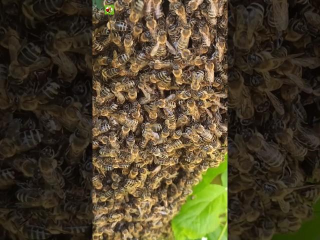 Natural Honey Bee Sound 